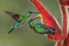 Green Crowned Brilliant hummingbird-Costa Rica Art Print